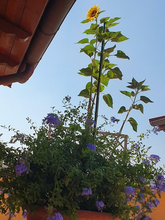 "La Terrazza Di Castiglione" Appartamenti Vacanza Castiglione della Pescaia Exterior foto